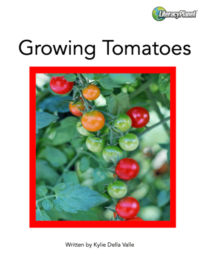 Growing Tomatoes